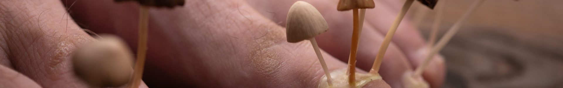 website banner (1920 x 300 px) (18)